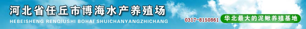 文安博海水产养殖场供应泥鳅鱼苗