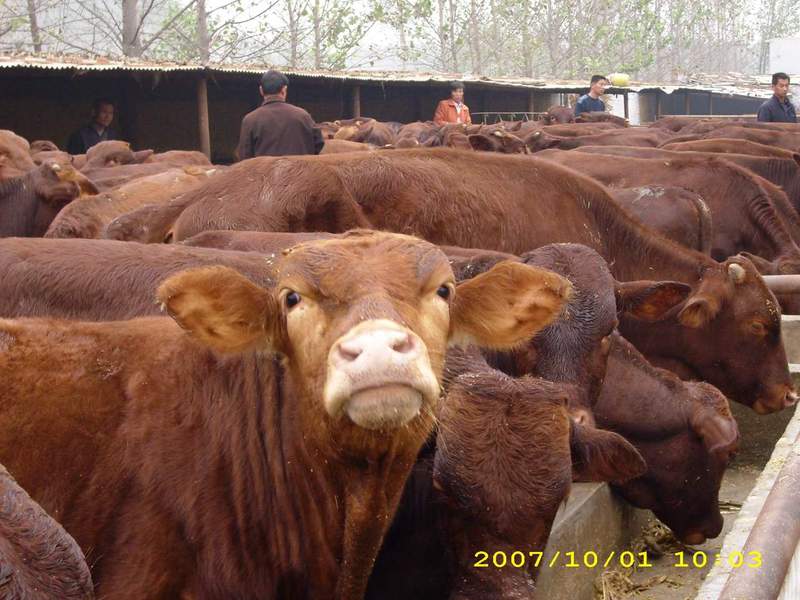 河北晋州肉牛养殖场/晋州肉牛养殖场的电话