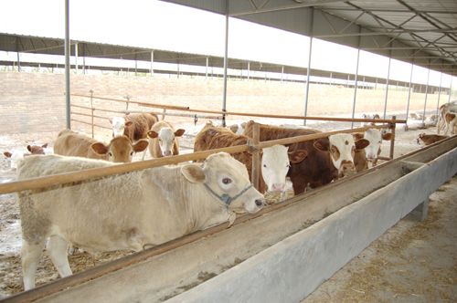 河北邯郸肉牛养殖场/邯郸肉牛养殖场的电话