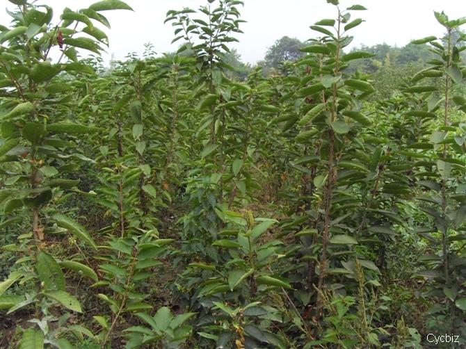 河北苹果苗（嫁接苹果苗）供应河北苹果苗/河北苹果苗价格