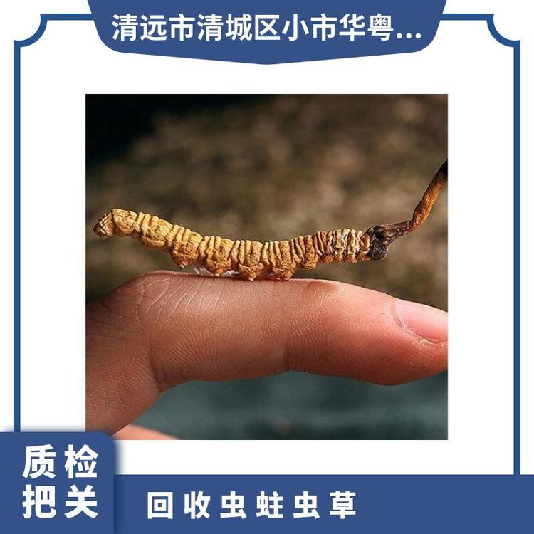 礼品免费上门回收虫蛀虫草各种发霉过期冬虫夏草收购