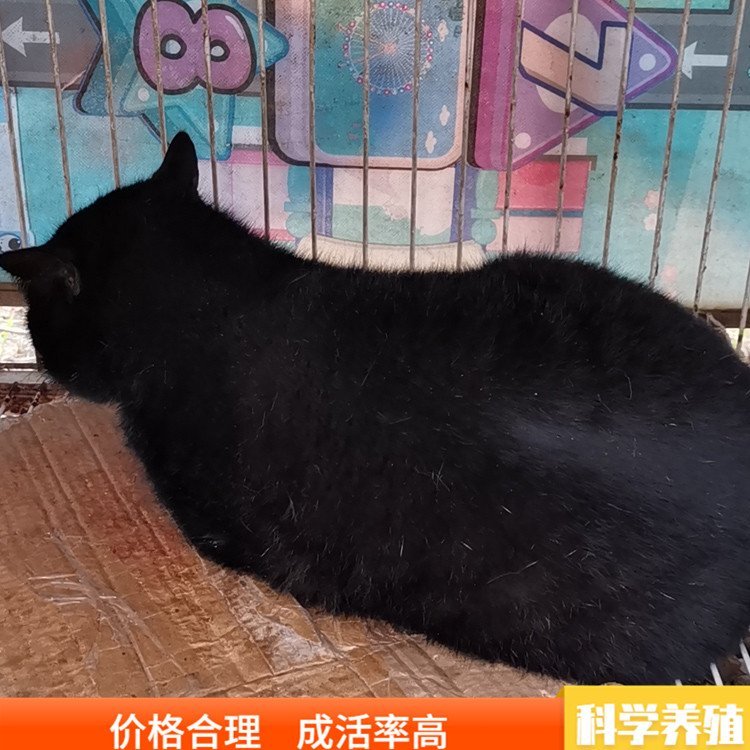 活体田园猫橘猫小奶猫成年狸花猫销售报价