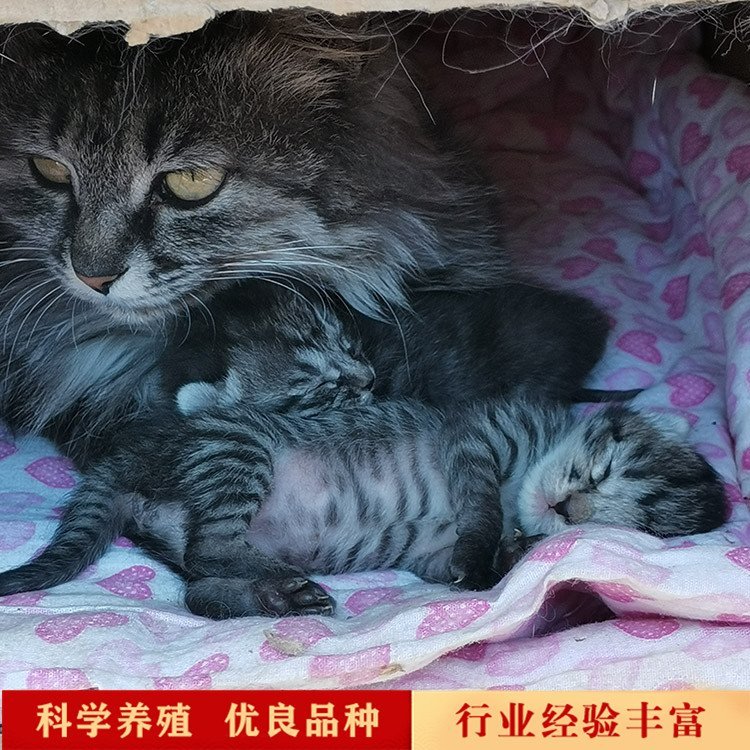 成年宠物猫宠物猫咪活体狸花猫活体长期供应