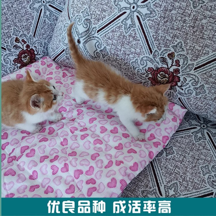 宠物猫活体活体黑猫宠物猫幼猫长期供应