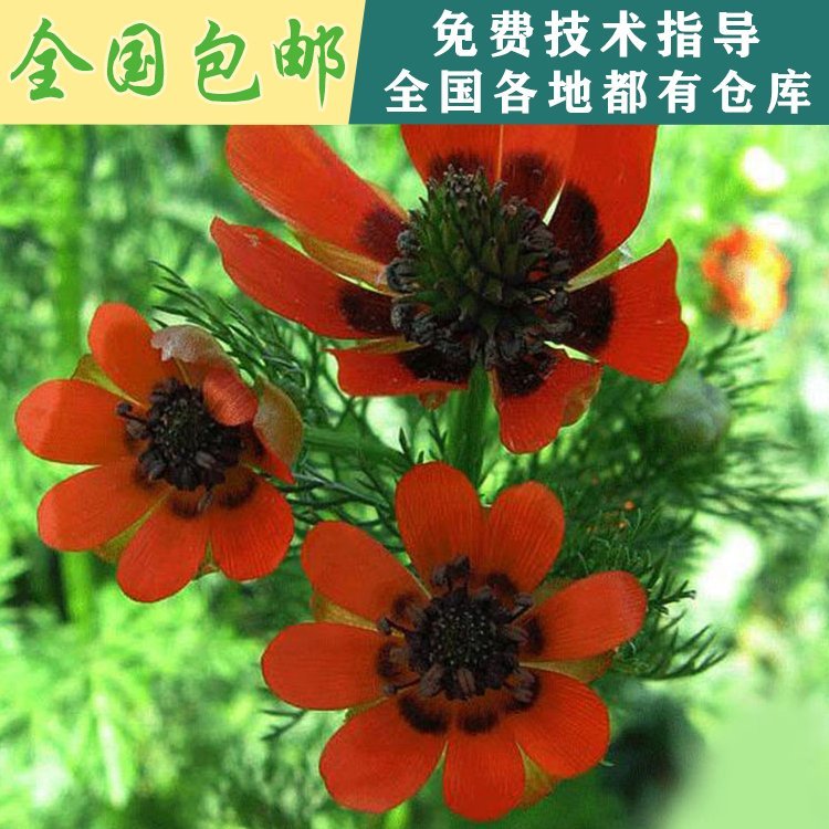 广东惠州福寿花种子景观花卉发芽率高梅州市花种