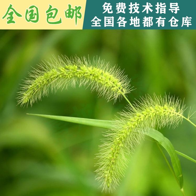 南宁狗尾草种子批发价格出售狗尾草防城港狗尾草供应