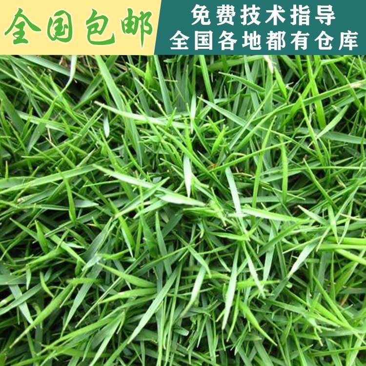 中华结缕草种子结缕草草种子