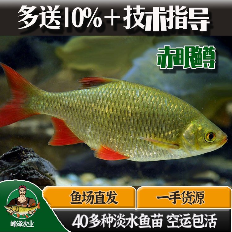 東北赤眼鱒苗價格吉林池塘養(yǎng)殖紅眼魚苗紅眼鯪養(yǎng)殖技術(shù)