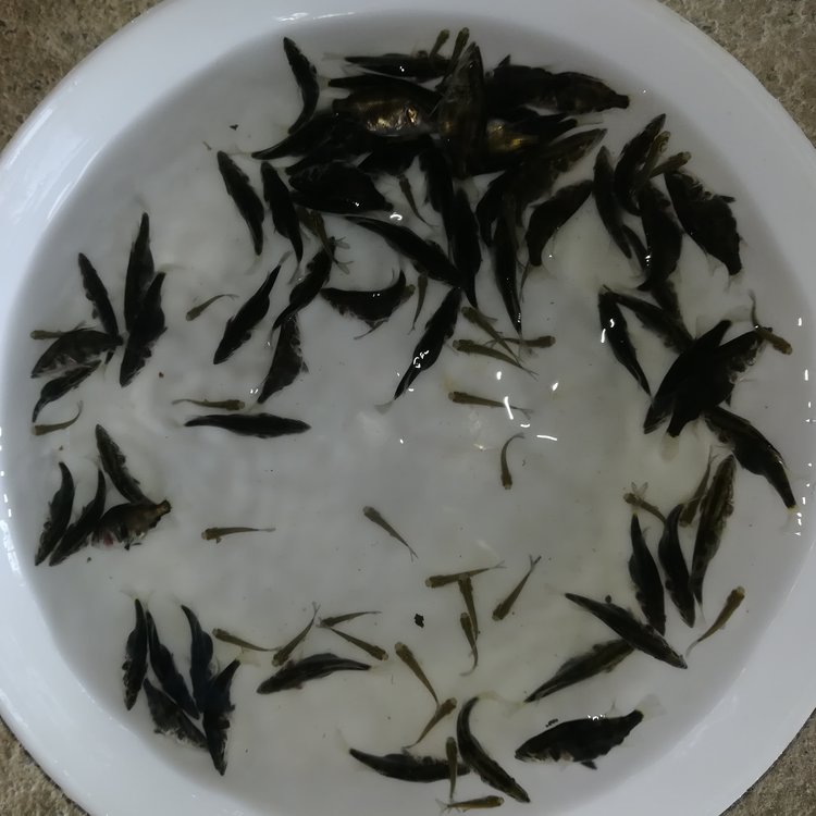 黑龍江鰲花魚苗全國空運桂魚苗大量供應(yīng)養(yǎng)殖鱖魚苗價格