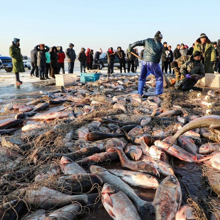 長期大量供應東北胖頭魚東北胖頭魚貨源價格東北胖頭魚批發(fā)價