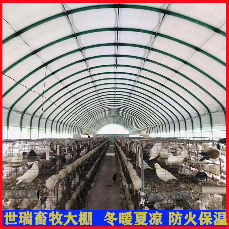 肉鸽养殖大棚搭建养鸽子棚建设钢架保温鸽舍大棚施工安装世瑞