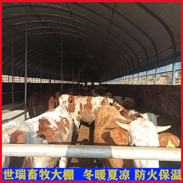 新式养牛大棚规划育肥牛舍大棚建设肉牛养殖大棚建造