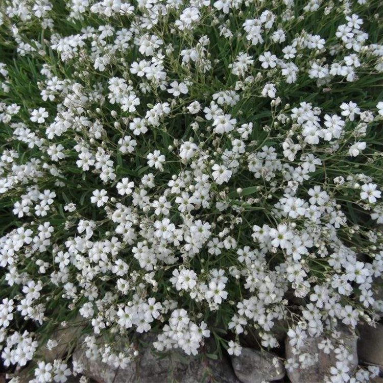 满天星花种多年生宿根观赏植物盆栽花籽阳台圆锥石头花种子