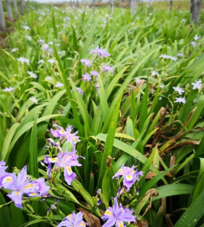 湖北鸢尾种植基地李斌水生鸢尾黄花花型紧凑茎杆细而硬