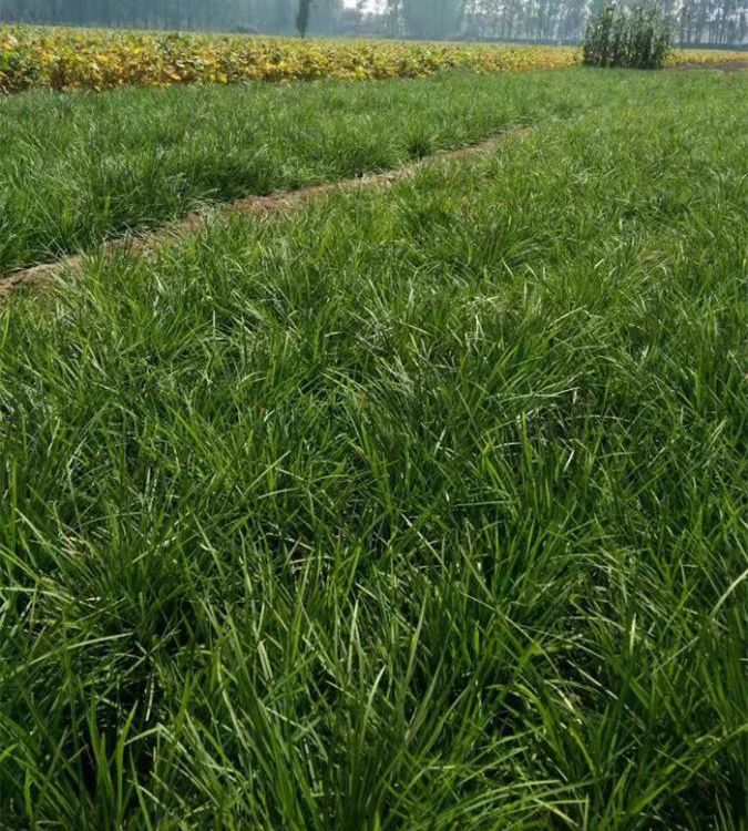 吉祥草基地天門冬科又名紫衣草適應性強吸收和減弱噪音綠化屬性好