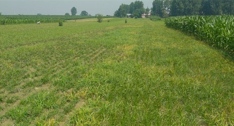 李斌阔叶麦冬草苗圃供应沿阶草细叶麦冬耐寒植物地被用苗