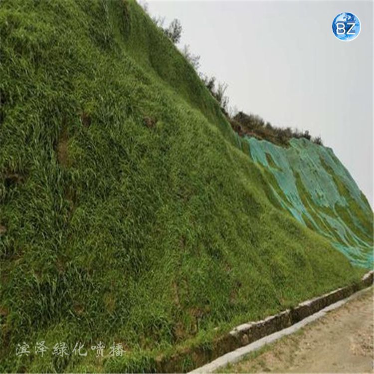 邊坡植草礦山生態(tài)修復(fù)山坡噴植山坡恢復(fù)綠化植被工藝綠化施工