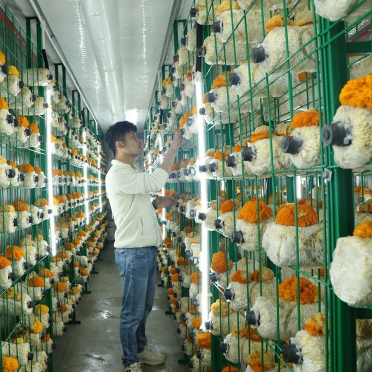 中久菇架厂家食用菌种植基地项目培养架蘑菇种植架子