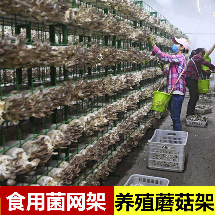 中久食用菌棒养菌支架立体网格培菌丝网架杏鲍菇组装式培育架