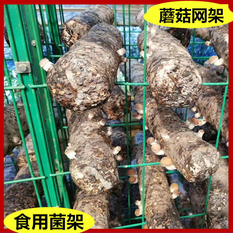 食用菌出菇架网格工厂中久平菇网片用于出菇房栽培绿色支持定制