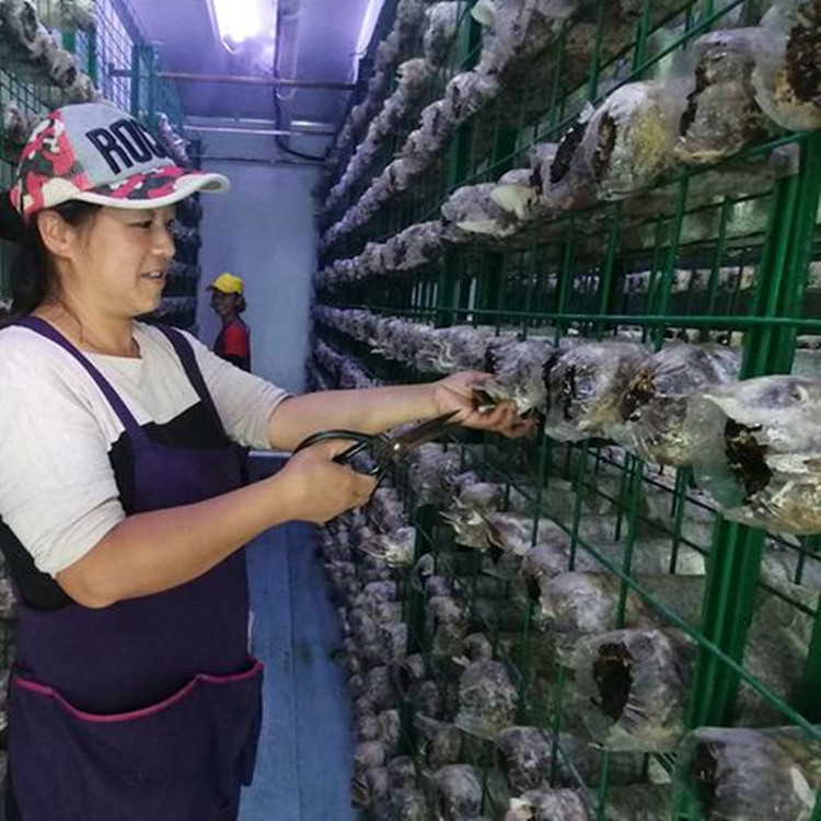 香菇生长发育架食用菌塑胶铁丝网格出菇架菌种养植架钢丝网焊接