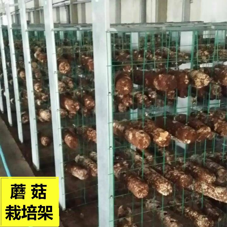 中久香菇架子尺寸按大棚内养殖食用菌网格定制