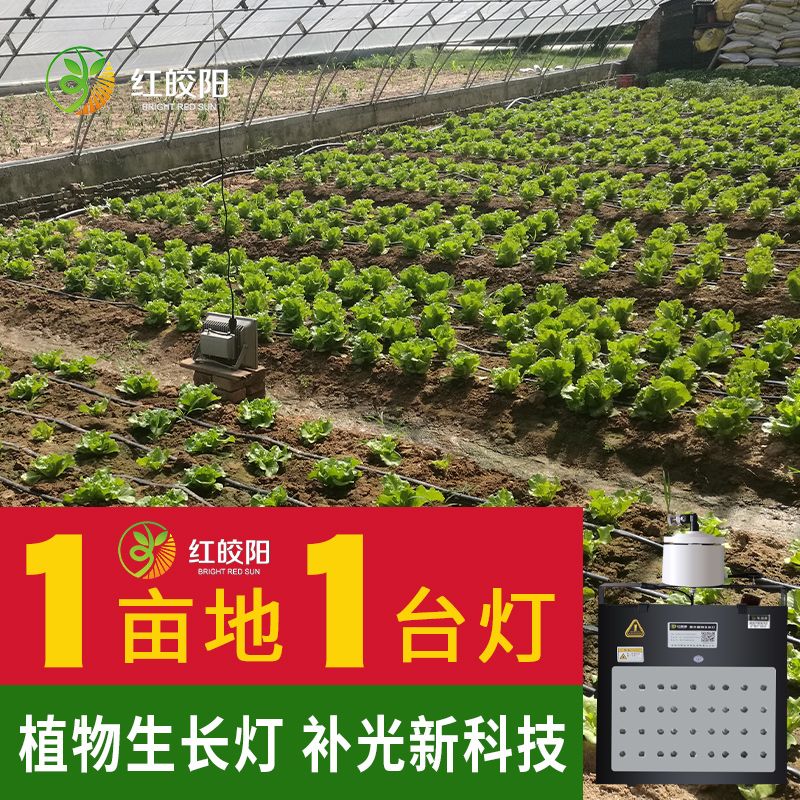 【叶菜专用】大棚专用生长灯红皎阳激光补光灯植物叶菜饱光灯智能