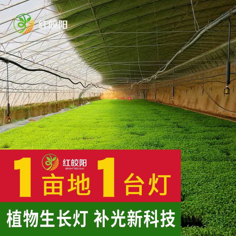 【草本专用】大棚育苗专用补光灯草本植物生长灯红皎阳激光饱光灯