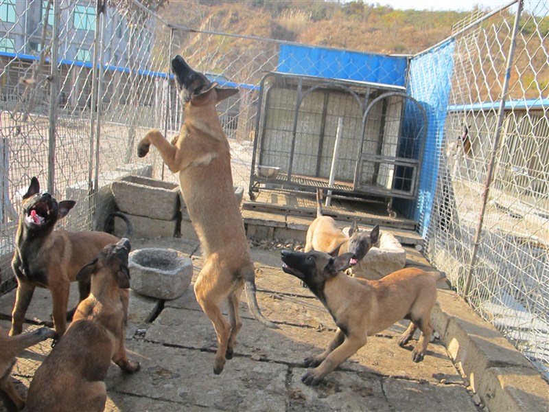 山东晨阳犬业马犬繁育基地 出售马犬_养殖种植