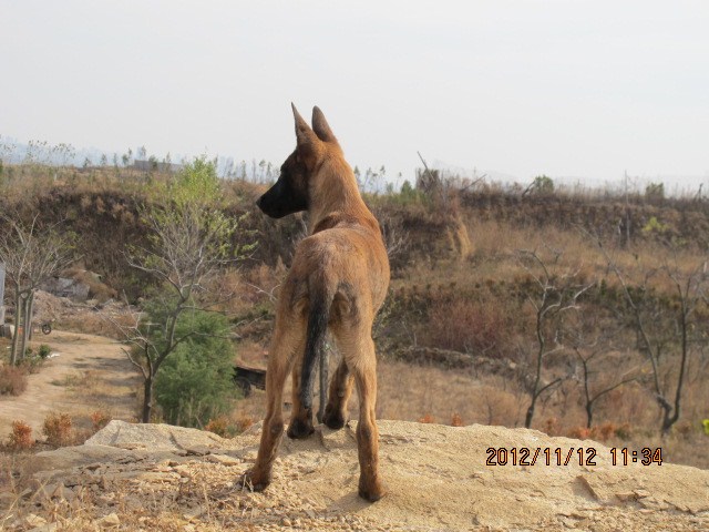 标准马犬价格 马犬图片