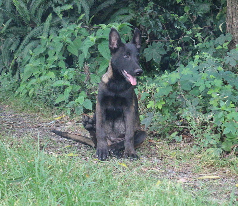 黑马犬图片 标准图片