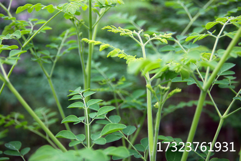 辣木面 辣木魔芋面 辣木山药面 重庆辣木基地