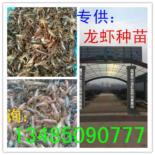 龙虾苗多少钱一斤哪里有龙虾苗