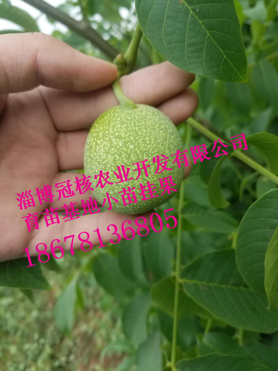 核桃苗价格，薄皮核桃苗批发，亩产千斤冠核一号