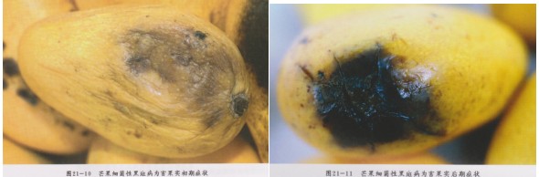 攀枝花芒果细菌性角斑病防治要点