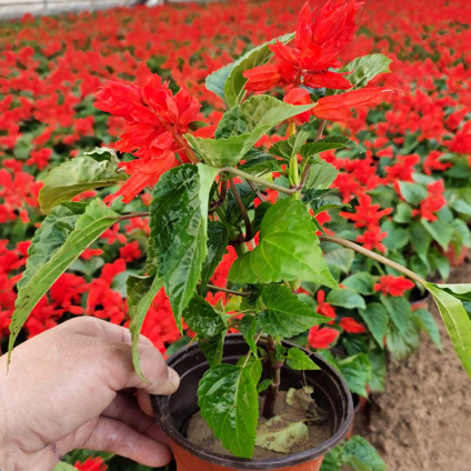 一串紅山東花卉基地種植一串紅行情