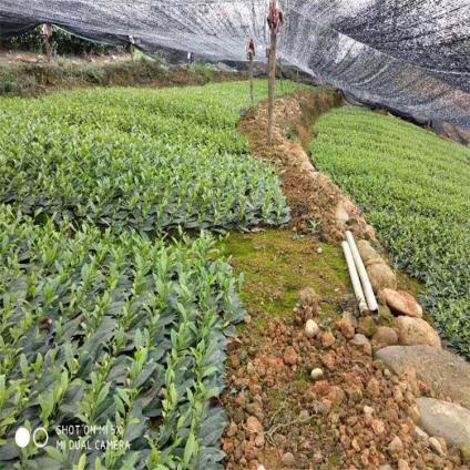 四川茶树苗种苗树苗成都茶树苗苗木绿化花圃苗圃茶树种植