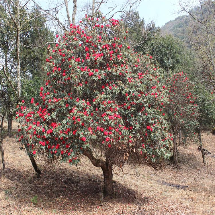 云岭苗圃供应-五十公分马缨花-供应充足-诚信经营