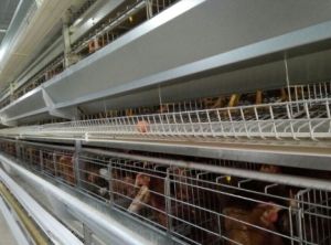 Automatic Cage Poultry Farm Machinery with Nipple Drinking System