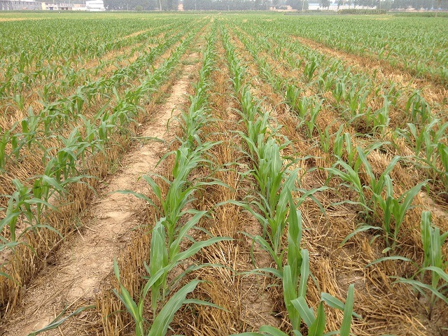 Hot Sale Corn No-Till Fertilizing Seeder pictures & photos