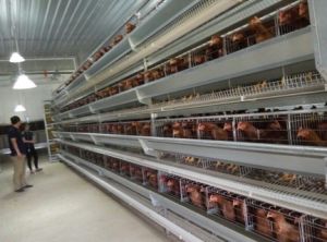 Layer House Poultry Farm Machinery and Equipment