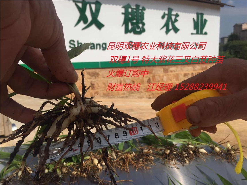 白芨冬天会枯萎吗昆明双穗农业科技有限公司 紫花白芨 金银花种植