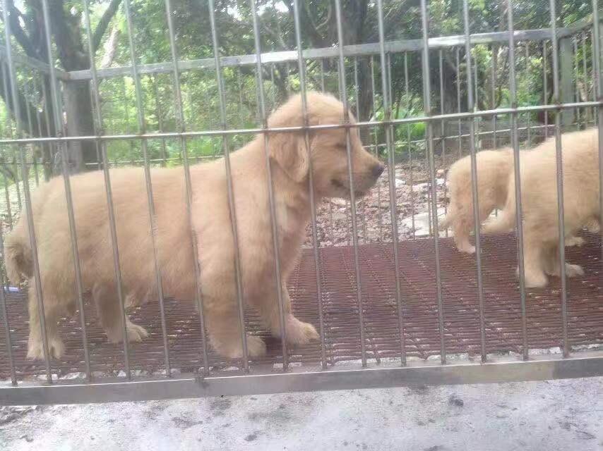 广州正规的实体犬舍，广州汇星犬舍