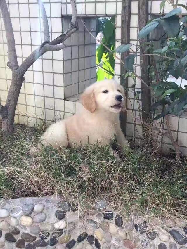 广州在哪里可以买到健康的狗狗，广州汇星犬舍