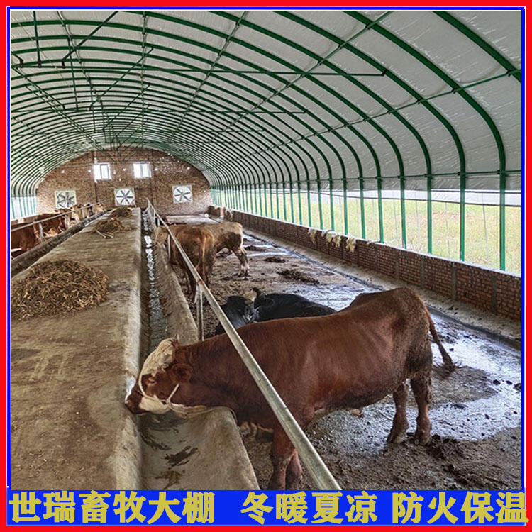 养牛场牛棚施工安装 肉牛棚建设 黄牛养殖大棚搭建生产