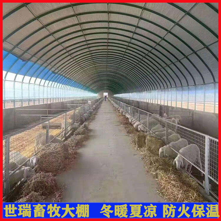 规模化养羊大棚搭建 肉羊养殖棚建设 羊舍大棚安装厂家