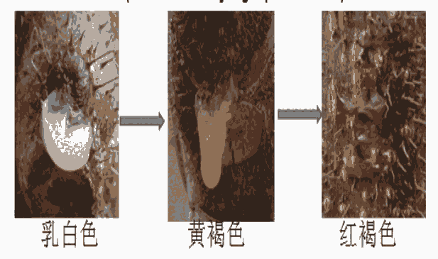 伤流期诱发猕猴桃溃疡病如何防治