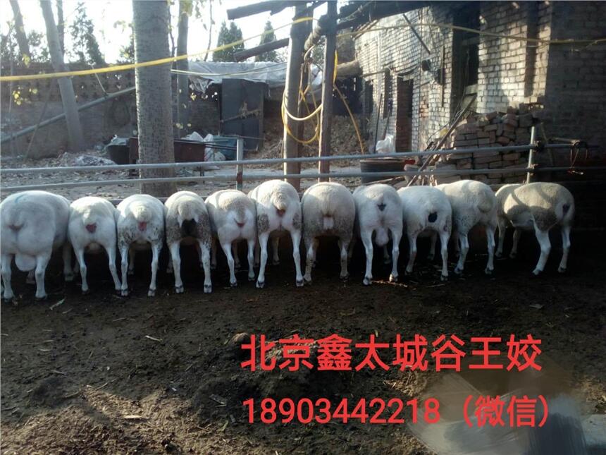 肉羊专用预混料