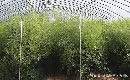 2019现在种植芦笋能挣钱吗