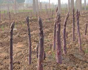 芦笋一亩地种植多少棵